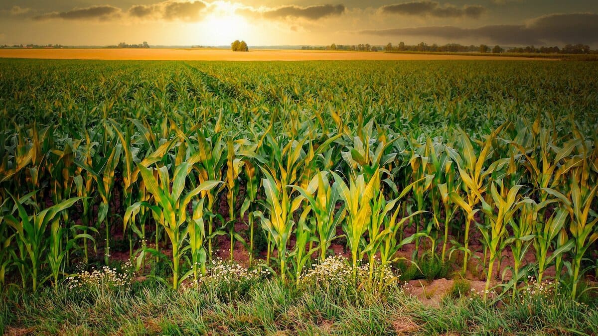 The 19th International Triennial Symposium of the International Society for Tropical Root Crops (ISTRC) 