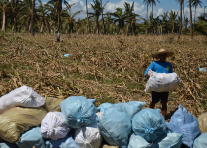 Weathering the storm: root and tuber crops boost climate resilience