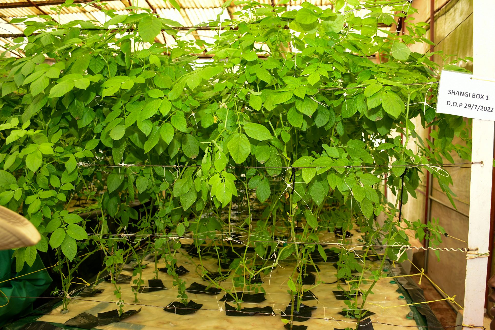 https://istrc.aatf-africa.org/wp-content/uploads/2022/12/DSC_0181.jpg