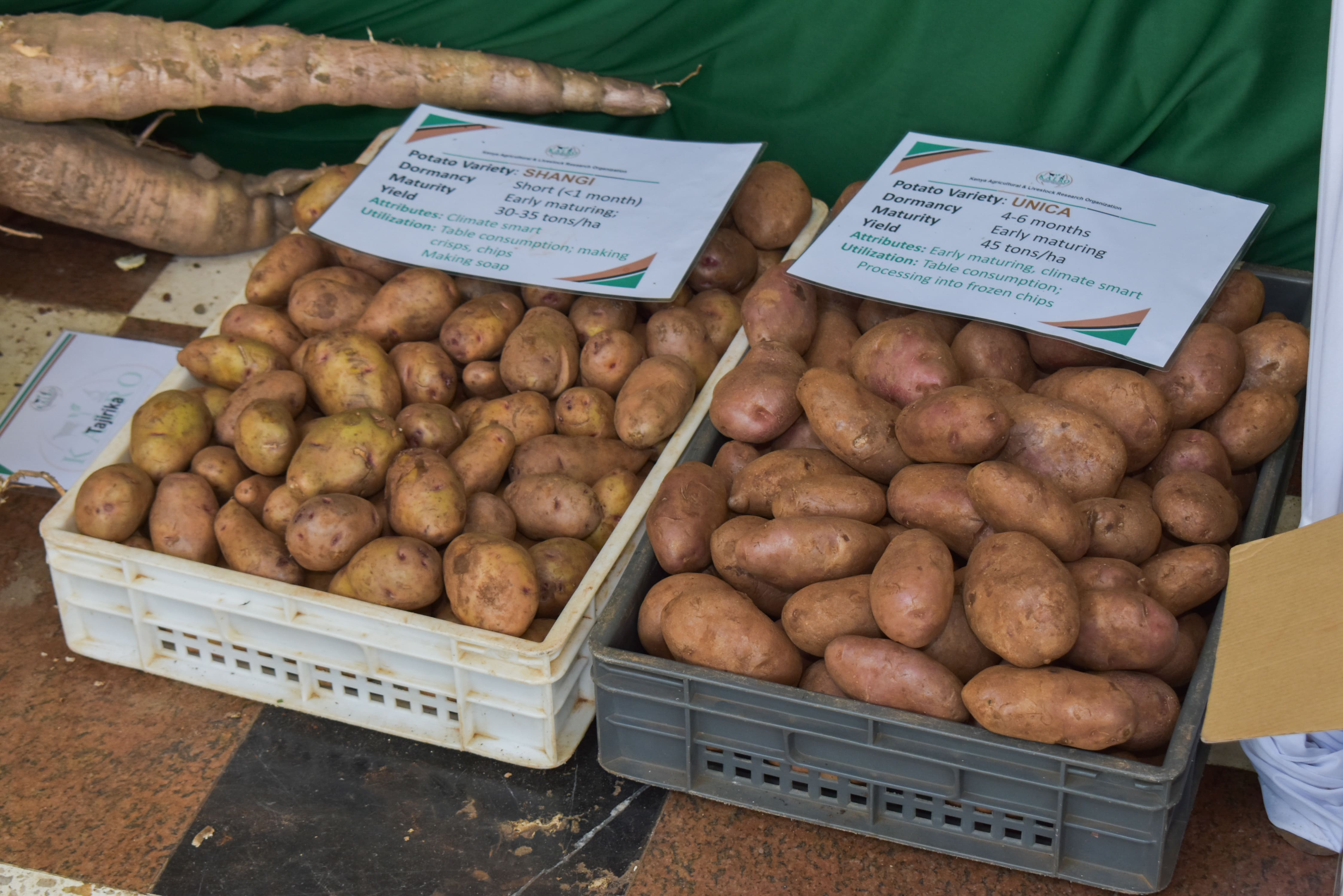 Root tubers tackling impacts COVID-19, Russia Ukraine war and climate change